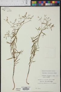 Euphorbia discoidalis image