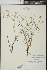 Euphorbia discoidalis image