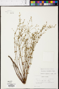 Euphorbia discoidalis image