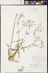 Euphorbia discoidalis image