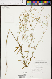 Euphorbia discoidalis image