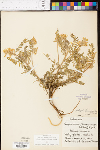 Astragalus tennesseensis image