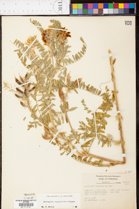 Astragalus tennesseensis image