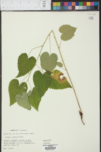 Tragia cordata image