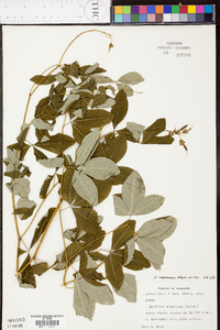 Baptisia megacarpa image