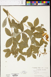 Baptisia megacarpa image