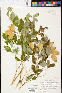 Baptisia megacarpa image