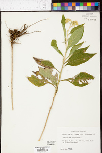 Verbesina virginica image