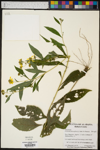 Verbesina alternifolia image