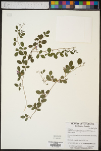Galactia microphylla image