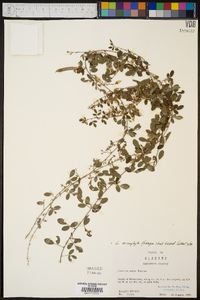 Galactia microphylla image