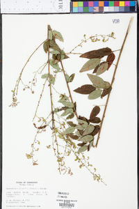 Desmodium nuttallii image