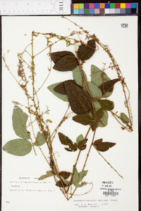 Desmodium nuttallii image