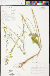 Desmodium rigidum image