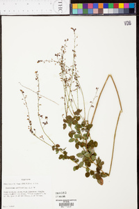 Desmodium marilandicum image