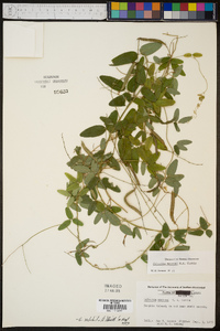 Galactia volubilis image