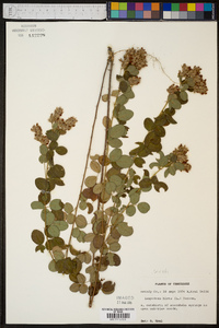 Lespedeza hirta image