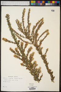 Lespedeza cuneata image