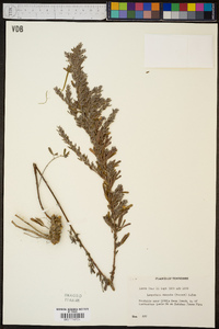 Lespedeza cuneata image