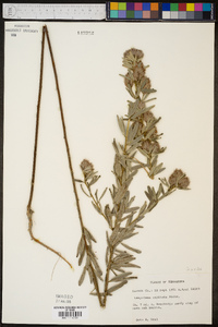 Lespedeza capitata image