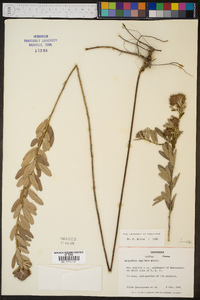 Lespedeza capitata image