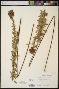 Lespedeza capitata image