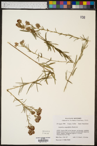 Lespedeza angustifolia image