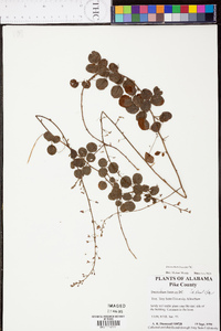 Desmodium lineatum image