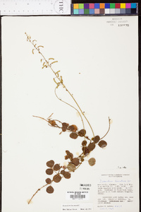 Desmodium lineatum image