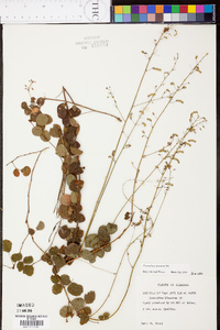 Desmodium lineatum image