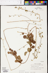 Desmodium lineatum image