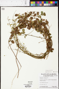 Desmodium lineatum image