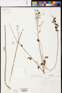 Desmodium marilandicum image