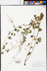 Desmodium marilandicum image