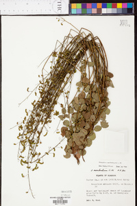 Desmodium marilandicum image