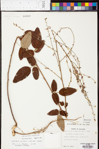 Desmodium nuttallii image