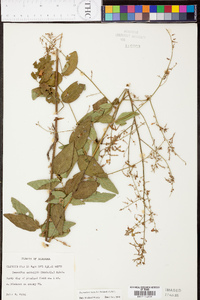 Desmodium nuttallii image