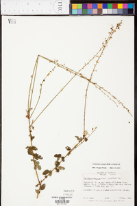 Desmodium obtusum image