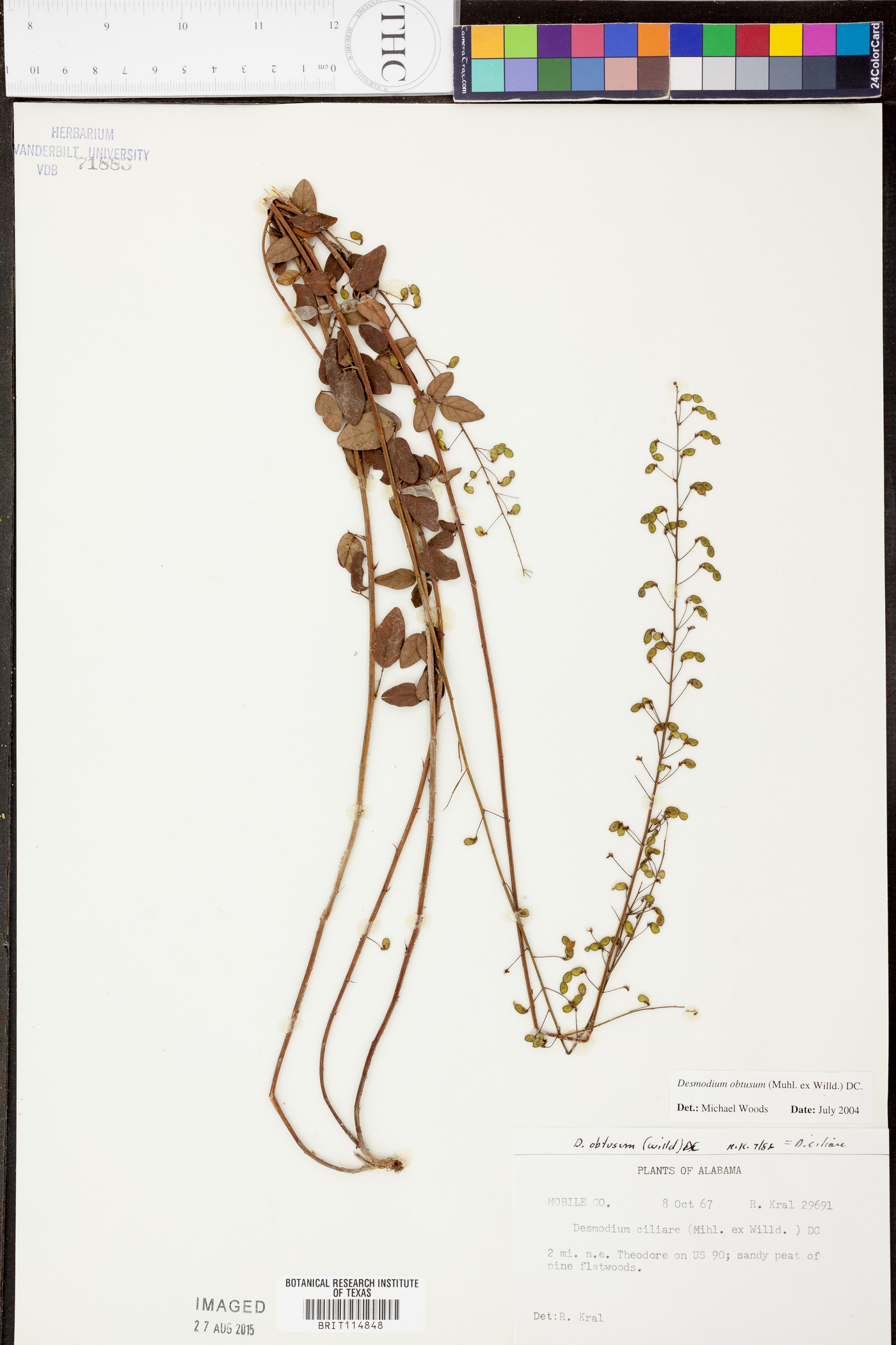 Desmodium obtusum image