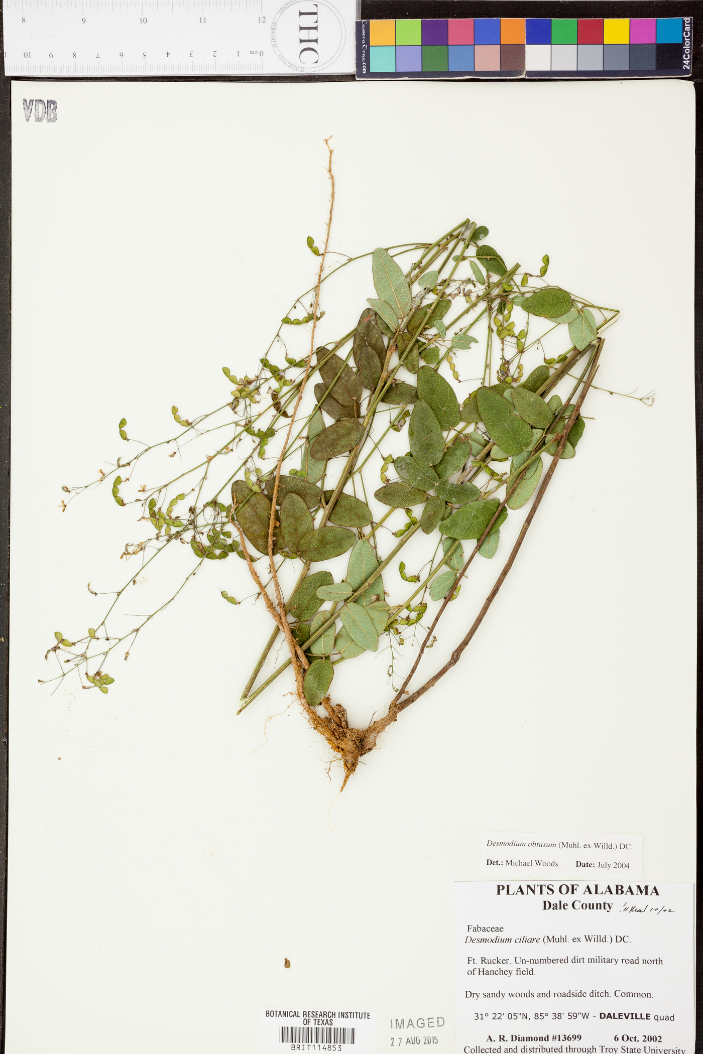 Desmodium obtusum image