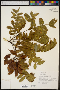 Gleditsia aquatica image