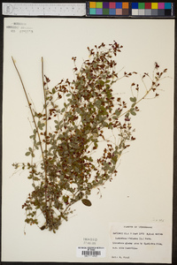 Lespedeza violacea image