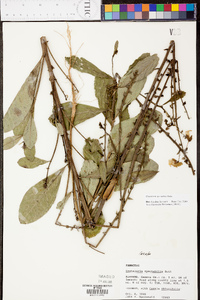 Crotalaria spectabilis image