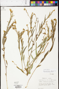 Crotalaria sagittalis image