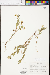 Crotalaria sagittalis image