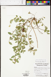 Crotalaria rotundifolia image