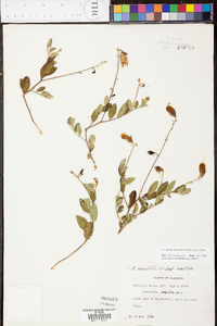 Crotalaria rotundifolia image