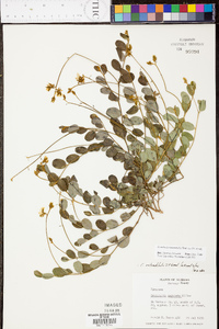 Crotalaria rotundifolia image