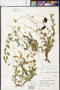 Crotalaria rotundifolia image