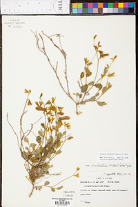 Crotalaria rotundifolia image